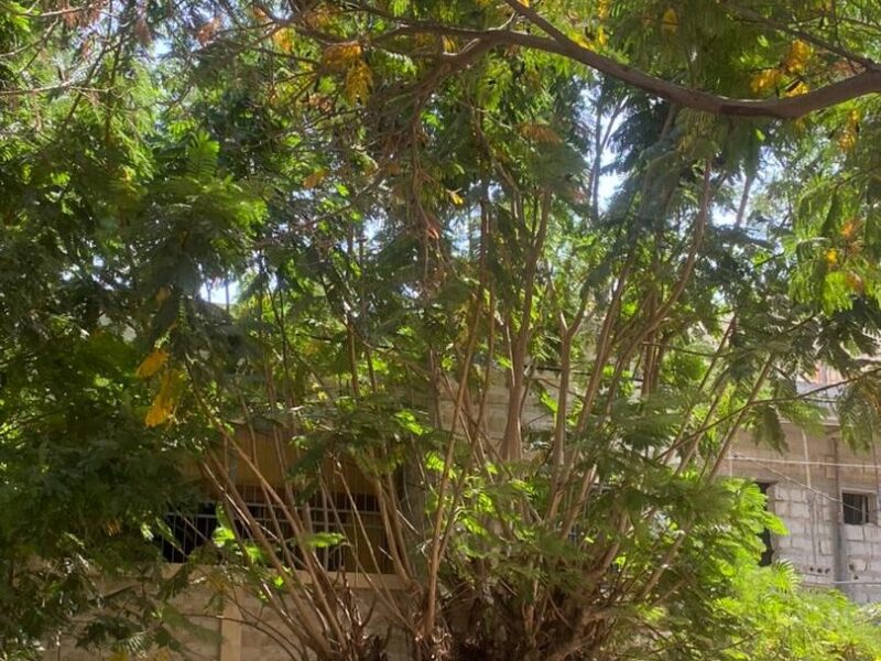 Villa à vendre à liberté 3